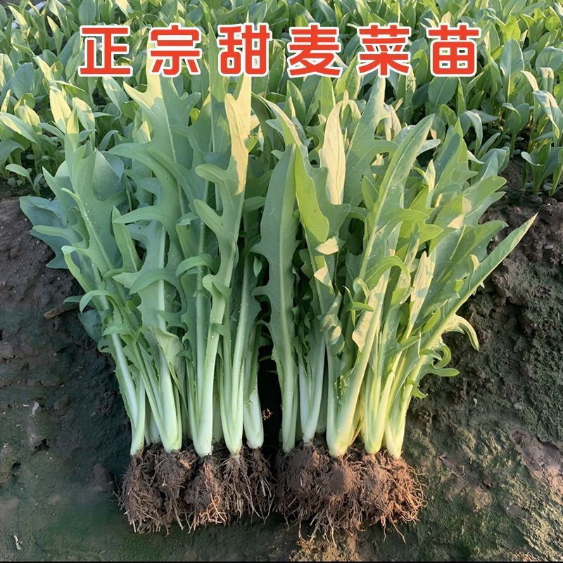 正宗博白甜麦菜苗耐高温花芽麦菜苗阳台盘栽新鲜菜苗带泥发货