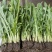正宗博白甜麦菜苗耐高温花芽麦菜苗阳台盘栽新鲜菜苗带泥发货