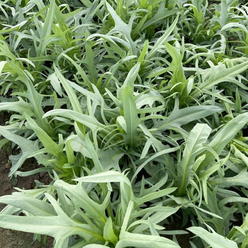 正宗博白甜麦菜苗耐高温花芽麦菜苗阳台盘栽新鲜菜苗带泥发货