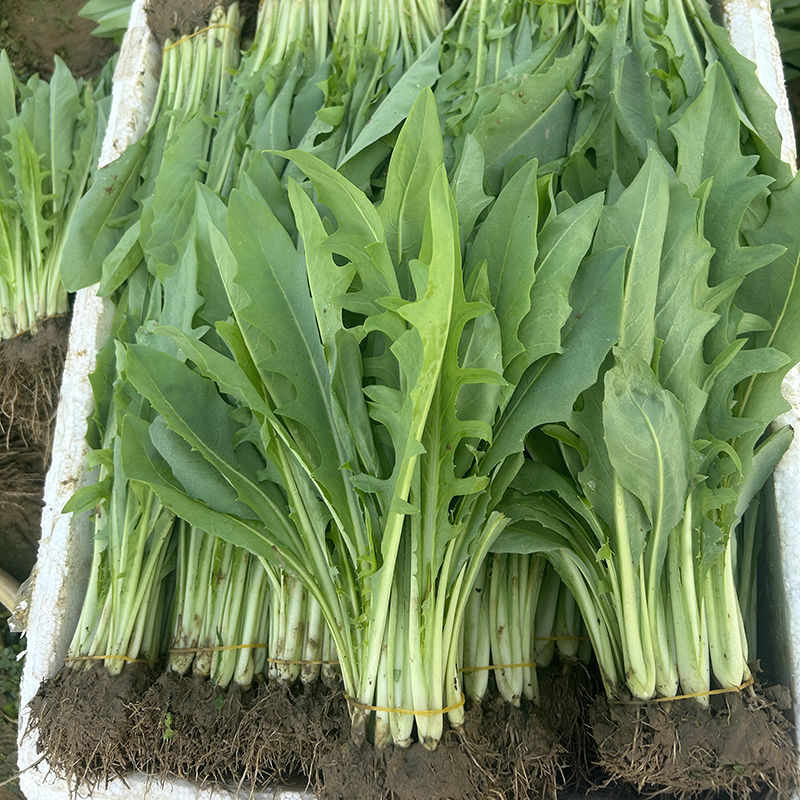 正宗博白甜麦菜苗耐高温花芽麦菜苗阳台盘栽新鲜菜苗带泥发货