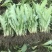 正宗博白甜麦菜苗耐高温花芽麦菜苗阳台盘栽新鲜菜苗带泥发货