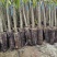 榴莲苗生苗占木1000株起发