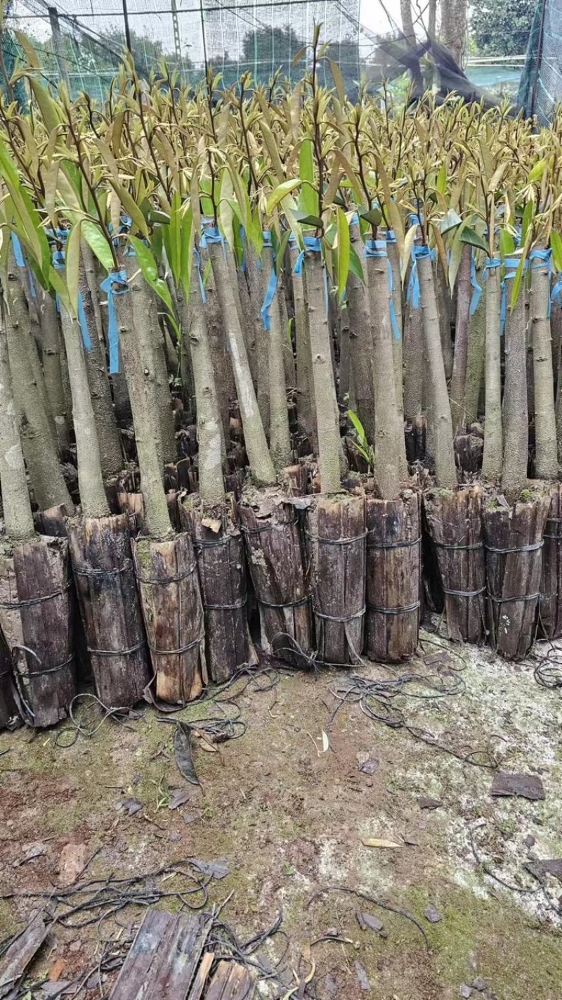 榴莲苗生苗占木1000株起发