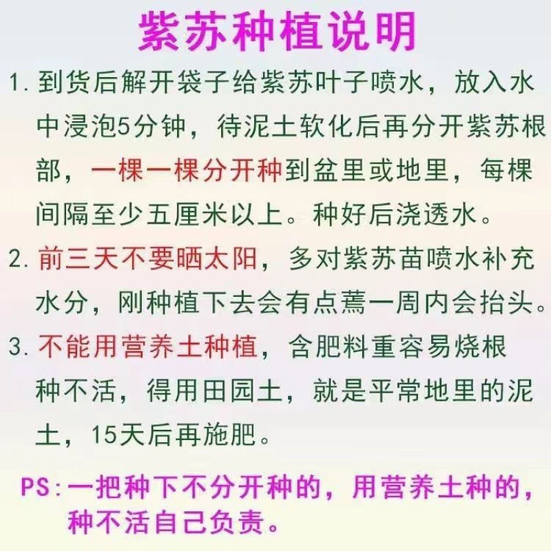 新鲜紫苏苗带土发货现摘现发农家野生紫苏幼苗可阳台盆栽