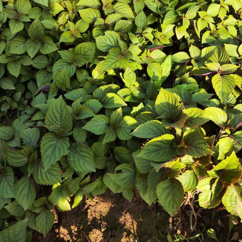 新鲜紫苏苗带土发货现摘现发农家野生紫苏幼苗可阳台盆栽