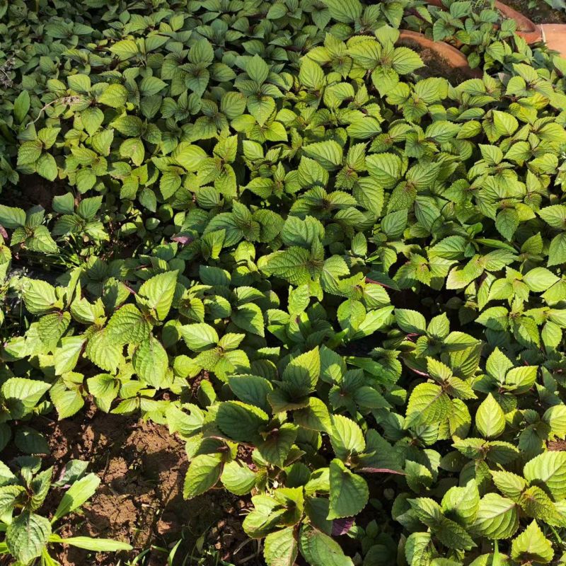 新鲜紫苏苗带土发货现摘现发农家野生紫苏幼苗可阳台盆栽