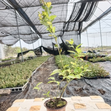 蓝莓苗盆栽，带花果南北方可种植当年挂果