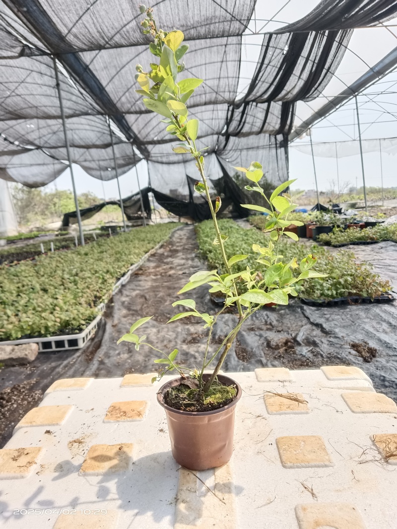 蓝莓苗盆栽，带花果南北方可种植当年挂果
