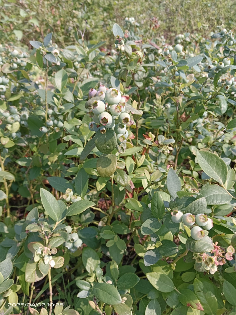 蓝莓苗盆栽，带花果南北方可种植当年挂果