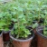 水香菜带根盆栽苗老红根云南特产菜苗傣味火锅菜新品热卖
