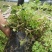 水香菜带根盆栽苗老红根云南特产菜苗傣味火锅菜新品热卖