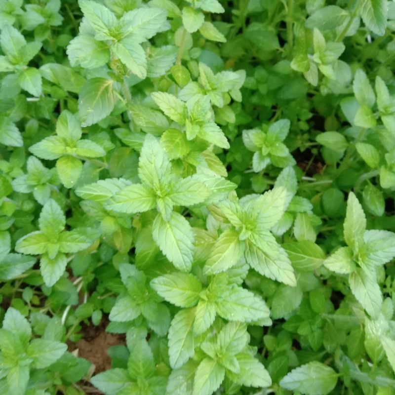 水香菜带根盆栽苗老红根云南特产菜苗傣味火锅菜新品热卖