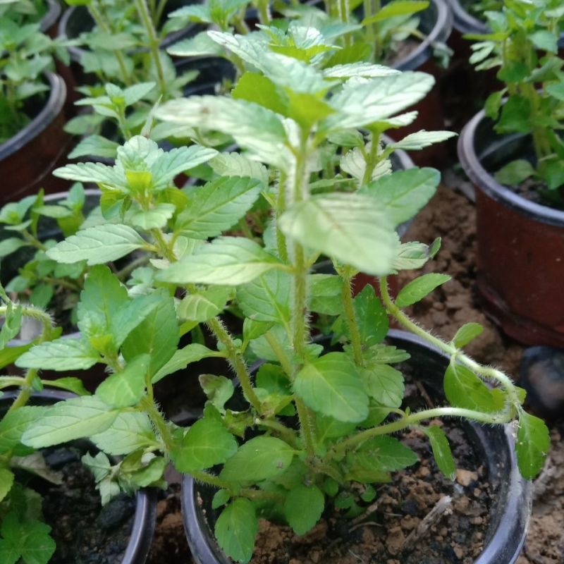 水香菜带根盆栽苗老红根云南特产菜苗傣味火锅菜新品热卖