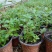 水香菜带根盆栽苗老红根云南特产菜苗傣味火锅菜新品热卖