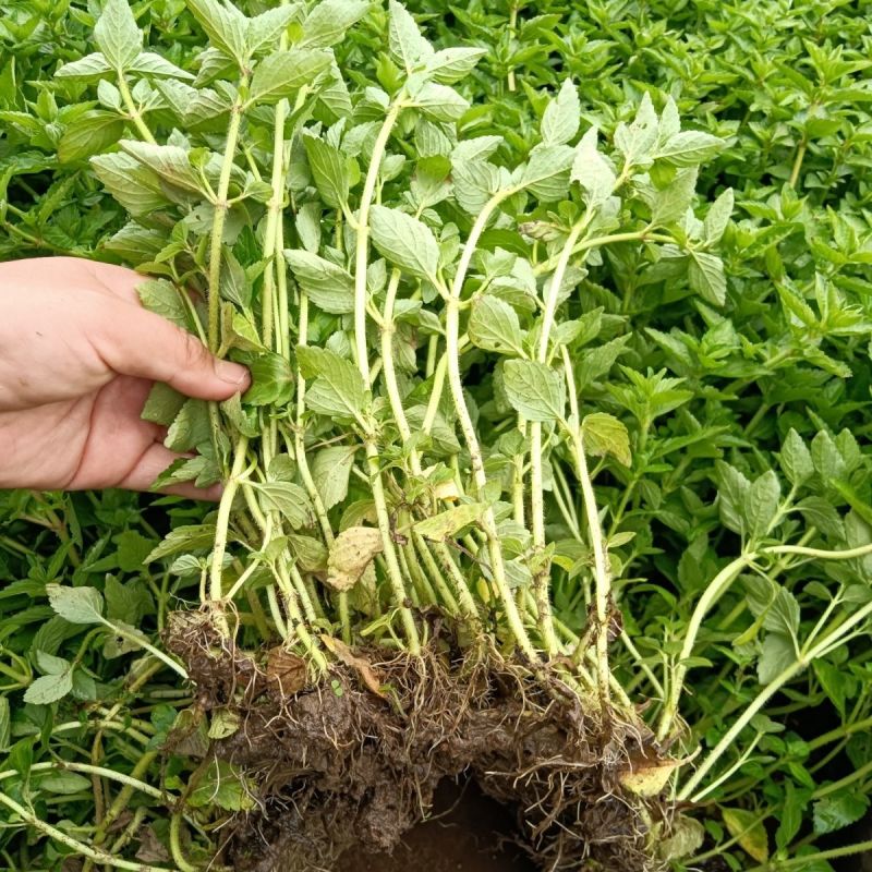 水香菜带根盆栽苗老红根云南特产菜苗傣味火锅菜新品热卖