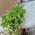 水香菜带根盆栽苗老红根云南特产菜苗傣味火锅菜新品热卖