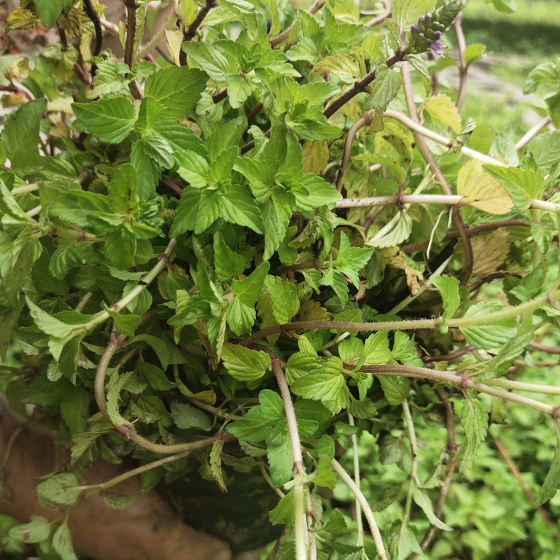 水香菜带根盆栽苗老红根云南特产菜苗傣味火锅菜新品热卖