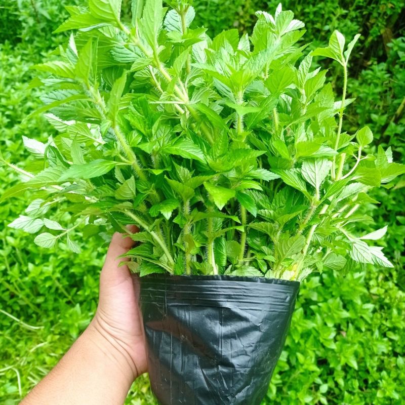 水香菜带根盆栽苗老红根云南特产菜苗傣味火锅菜新品热卖