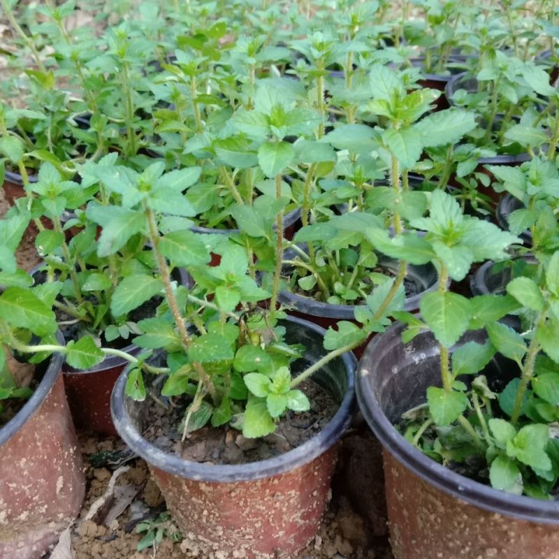 水香菜带根盆栽苗老红根云南特产菜苗傣味火锅菜新品热卖