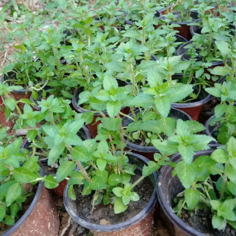 水香菜带根盆栽苗老红根云南特产菜苗傣味火锅菜新品热卖