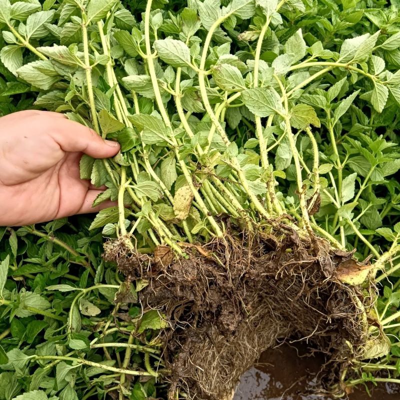 水香菜带根盆栽苗老红根云南特产菜苗傣味火锅菜新品热卖