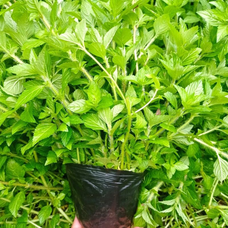 水香菜带根盆栽苗老红根云南特产菜苗傣味火锅菜新品热卖