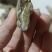 乌天麻各种滋补类药材应有尽有平台加实体一站式服务售后无怃