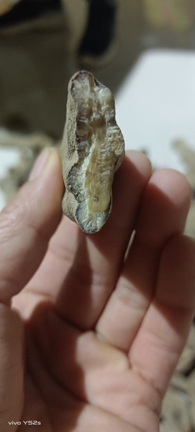 乌天麻各种滋补类药材应有尽有平台加实体一站式服务售后无怃