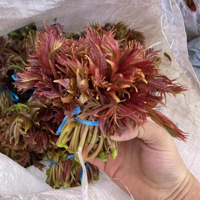 山东香椿红油香椿芽/产地现摘现发货/对接电商货市场要货提
