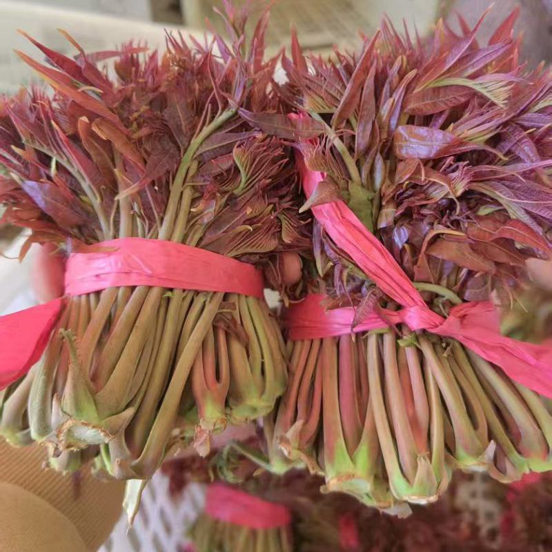 山东香椿芽新泰头茬红油香椿芽产地现摘现发货可代发货全国各