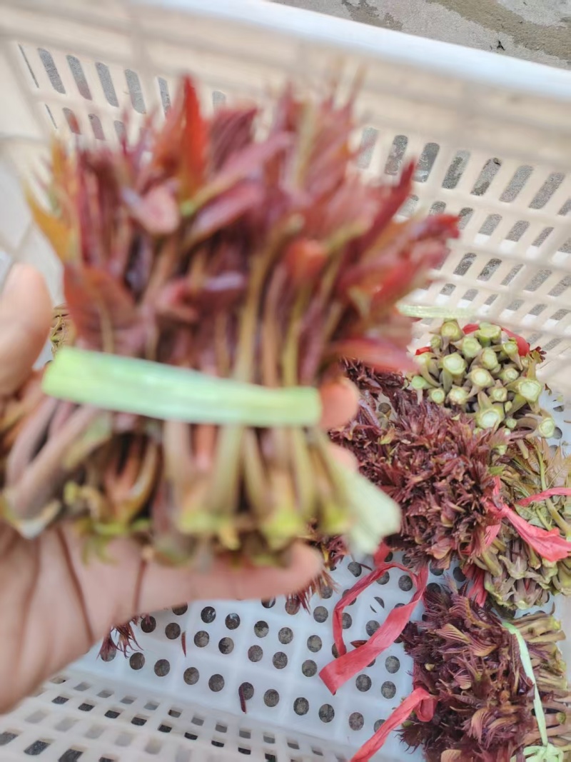 山东香椿芽新泰头茬红油香椿芽产地现摘现发货可代发货全国各