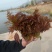 山东香椿芽新泰头茬红油香椿芽产地现摘现发货可代发货全国各