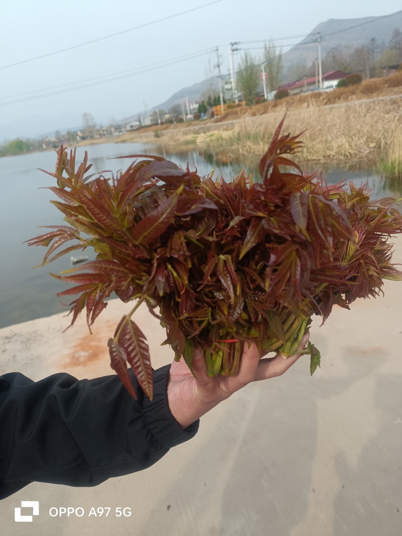 山东香椿芽新泰头茬红油香椿芽产地现摘现发货可代发货全国各
