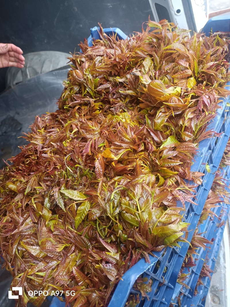 山东香椿芽新泰头茬红油香椿芽产地现摘现发货可代发货全国各