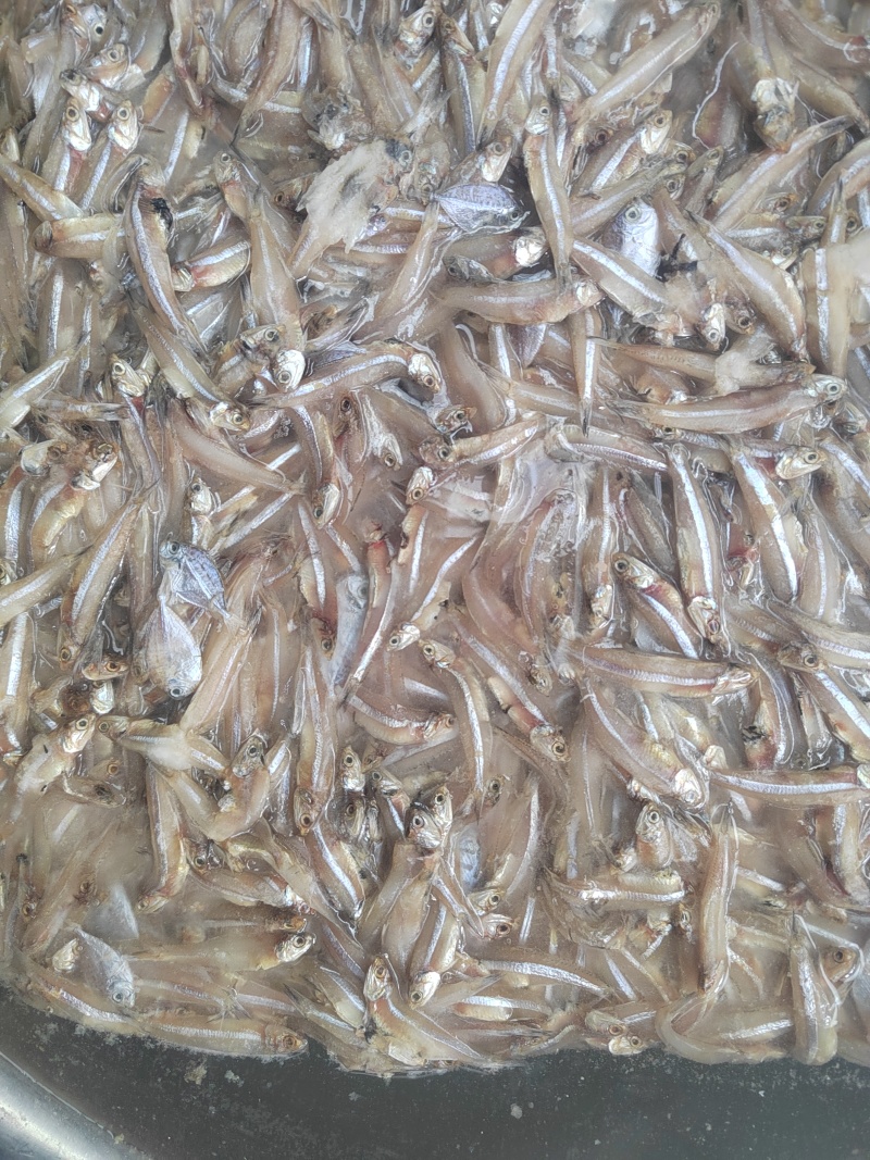 鱼干原料，白帆鱼小公鱼，饲料鱼