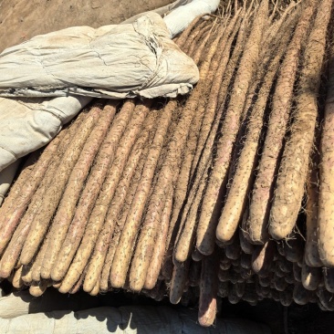 -《批发商看过来！沙土铁棍山药，海量货源，一手价格》