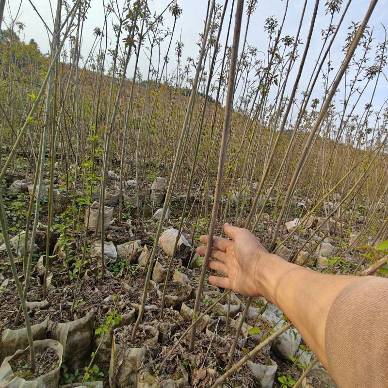 山乌桕袋苗，地径0.6至2公分，基地直销。