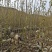 山乌桕袋苗，地径0.6至2公分，基地直销。