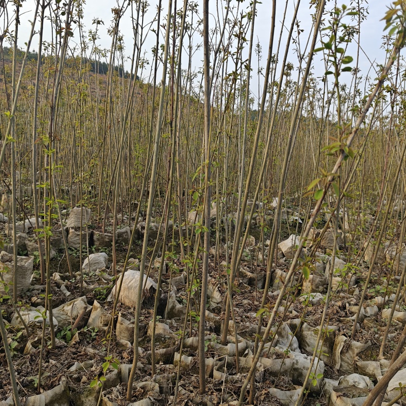 山乌桕袋苗，地径0.6至2公分，基地直销。