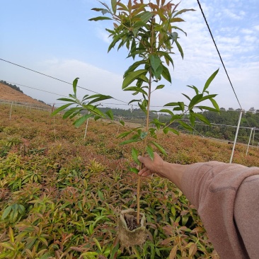 木荷袋苗，根系发达，成活率高