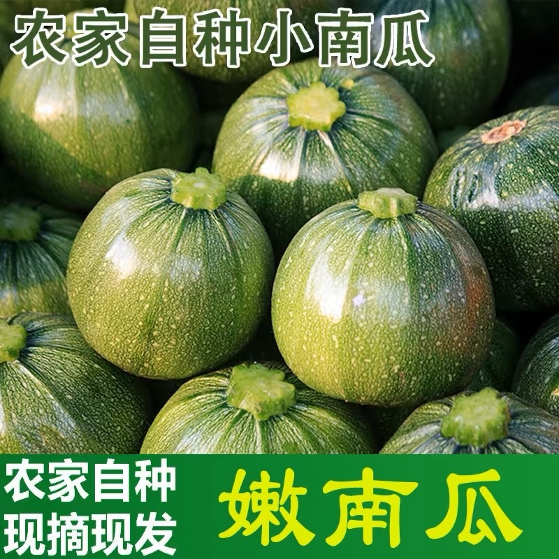 小南瓜，嫩南瓜，一手货源，量大从优，欢迎来订购