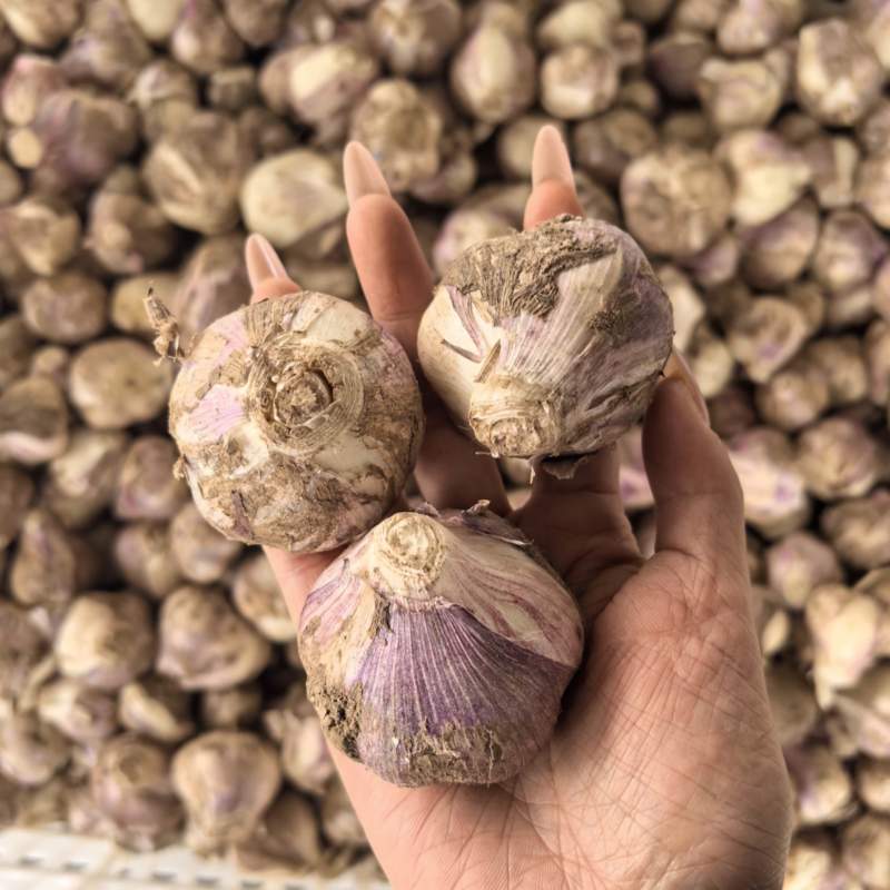 大蒜，紫皮蒜大蒜头，新大蒜，大量供应，一手货源，量大从优