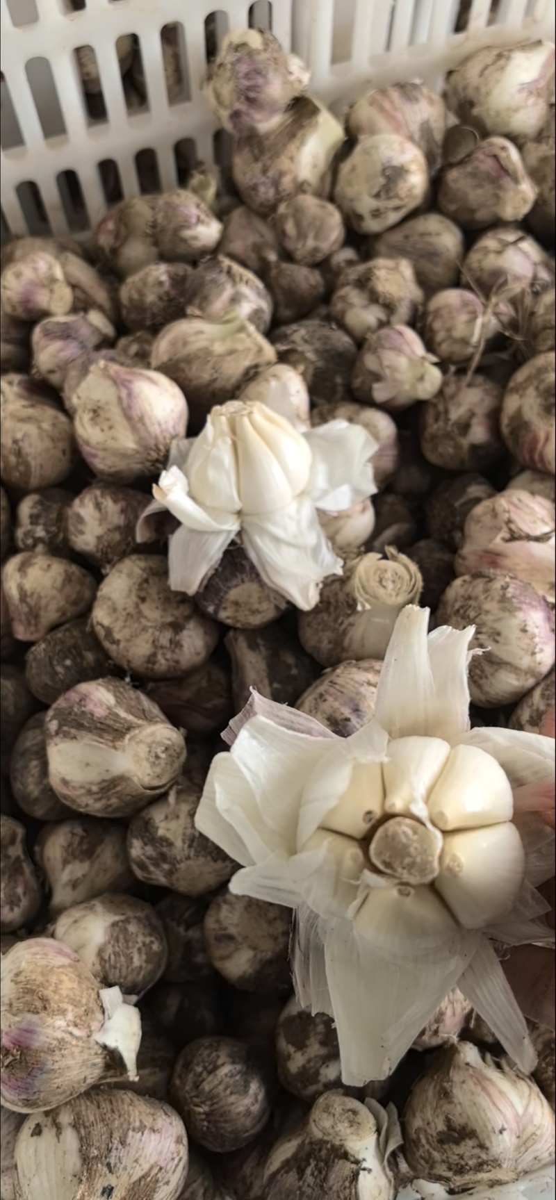 大蒜，紫皮蒜大蒜头，新大蒜，大量供应，一手货源，量大从优