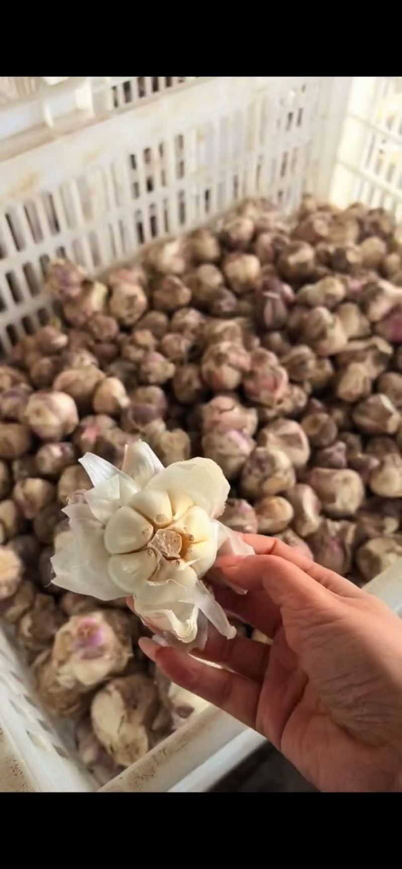 大蒜，紫皮蒜大蒜头，新大蒜，大量供应，一手货源，量大从优