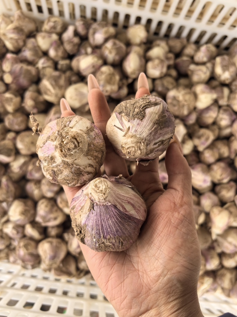 大蒜，紫皮蒜大蒜头，新大蒜，大量供应，一手货源，量大从优
