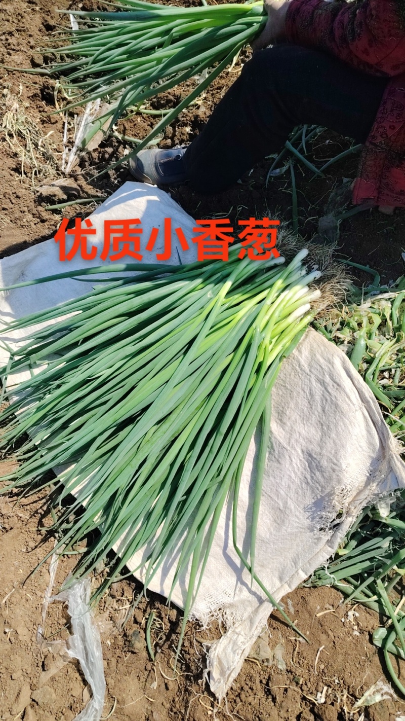优质小葱产地一手货源大量现货对接商超档口及各大批发市场