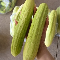 白黄瓜，大量供应，基地直供，品牌保证，量大从优