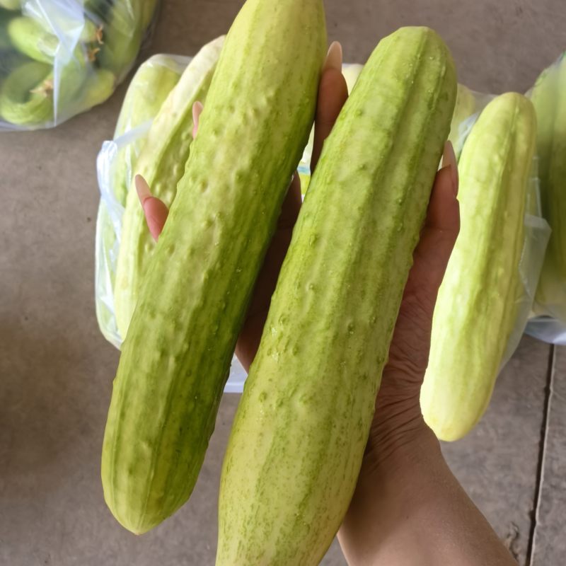 白黄瓜，大量供应，基地直供，品牌保证，量大从优
