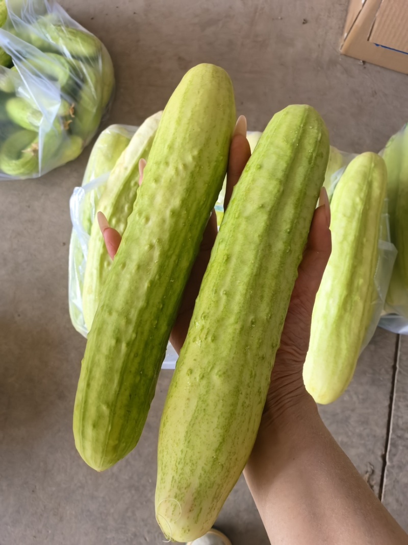 白黄瓜，大量供应，基地直供，品牌保证，量大从优