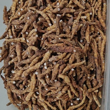 九节菖蒲大货价格